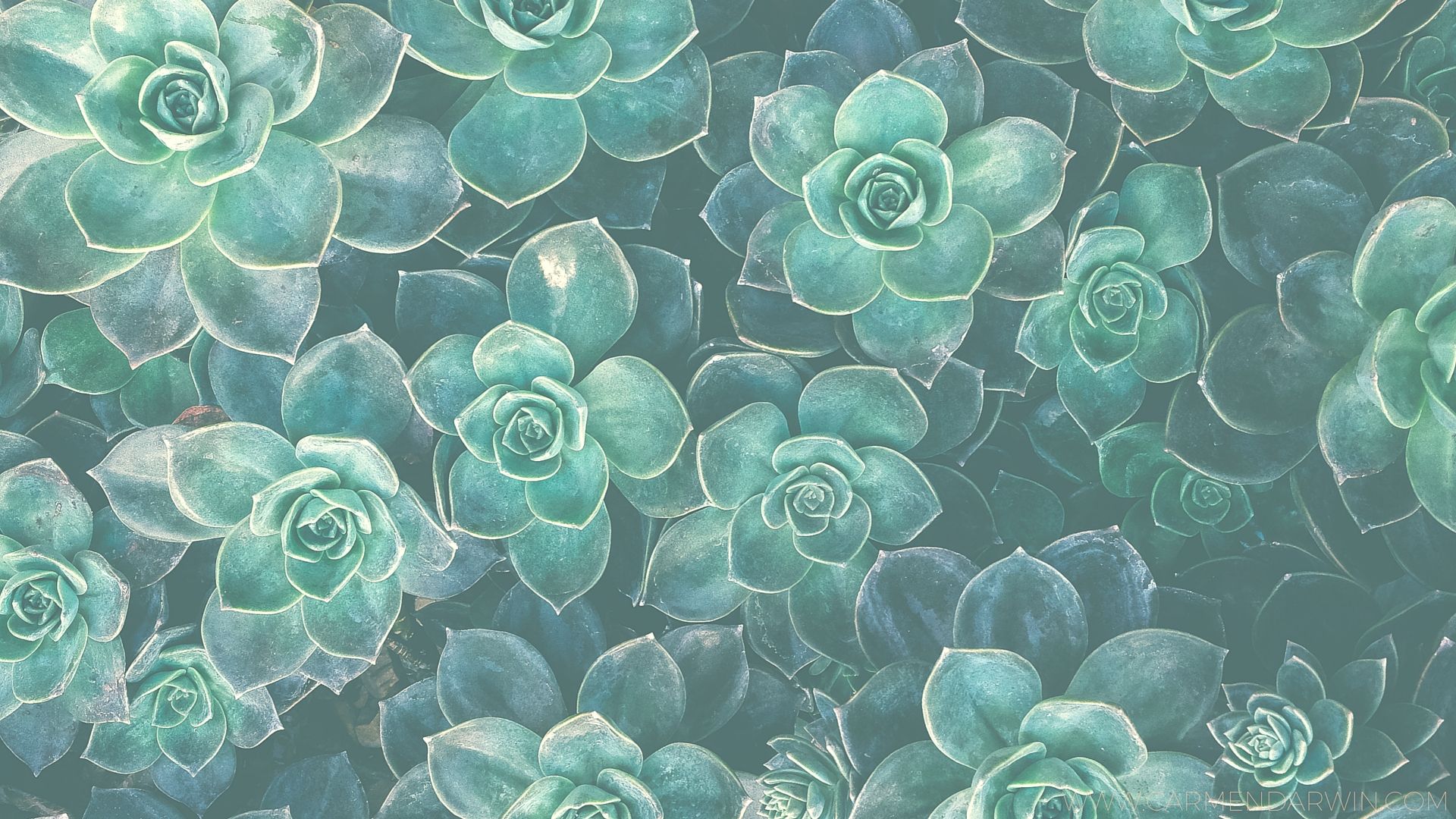 Watercolor Succulent Wallpapers