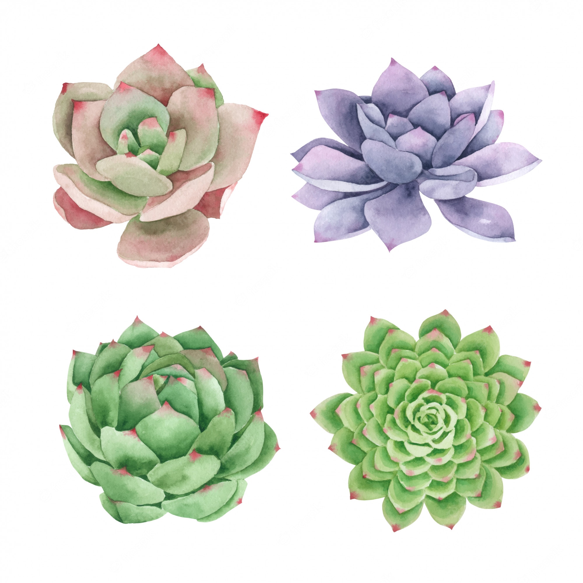 Watercolor Succulent Wallpapers