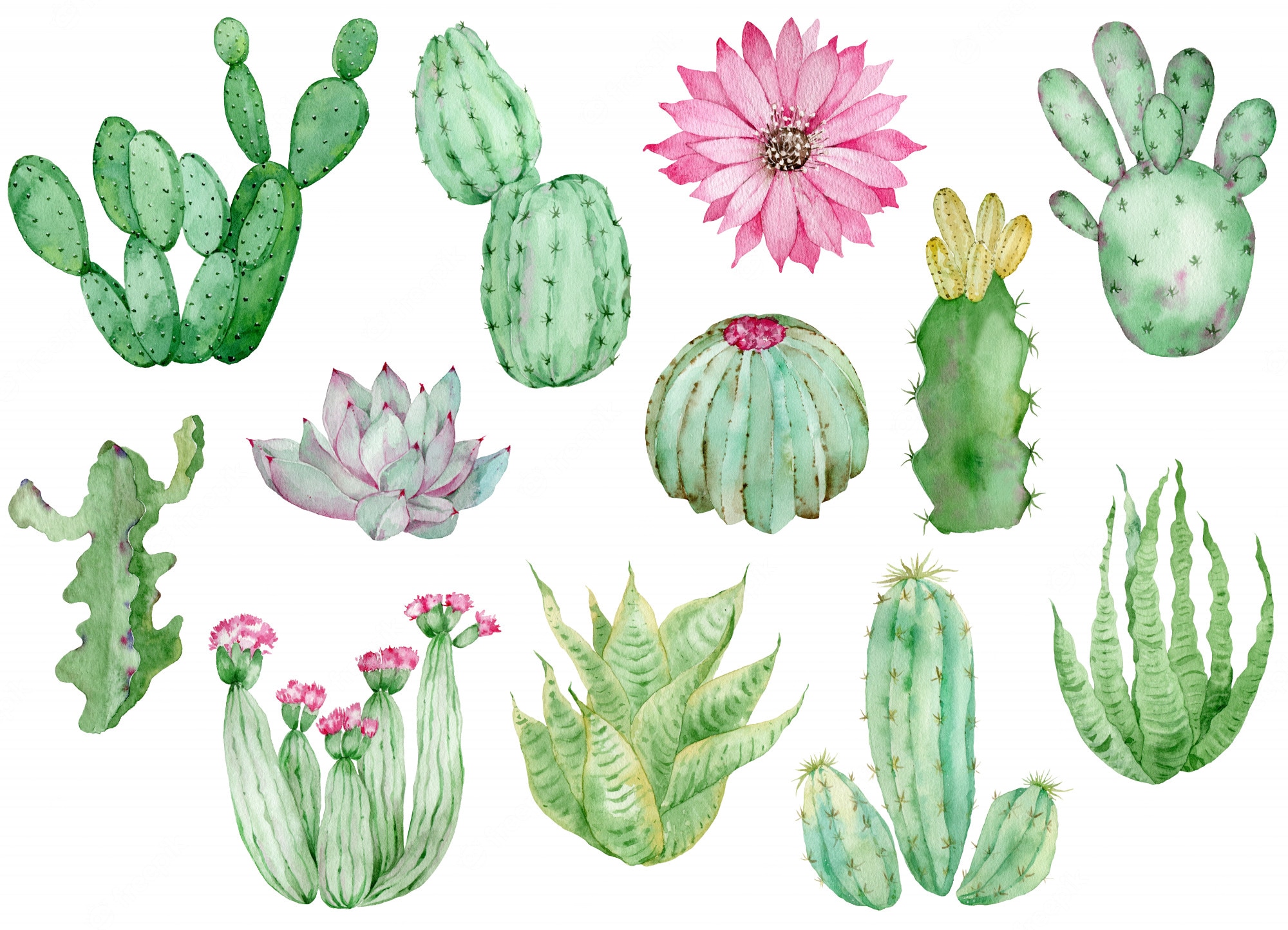 Watercolor Succulent Wallpapers