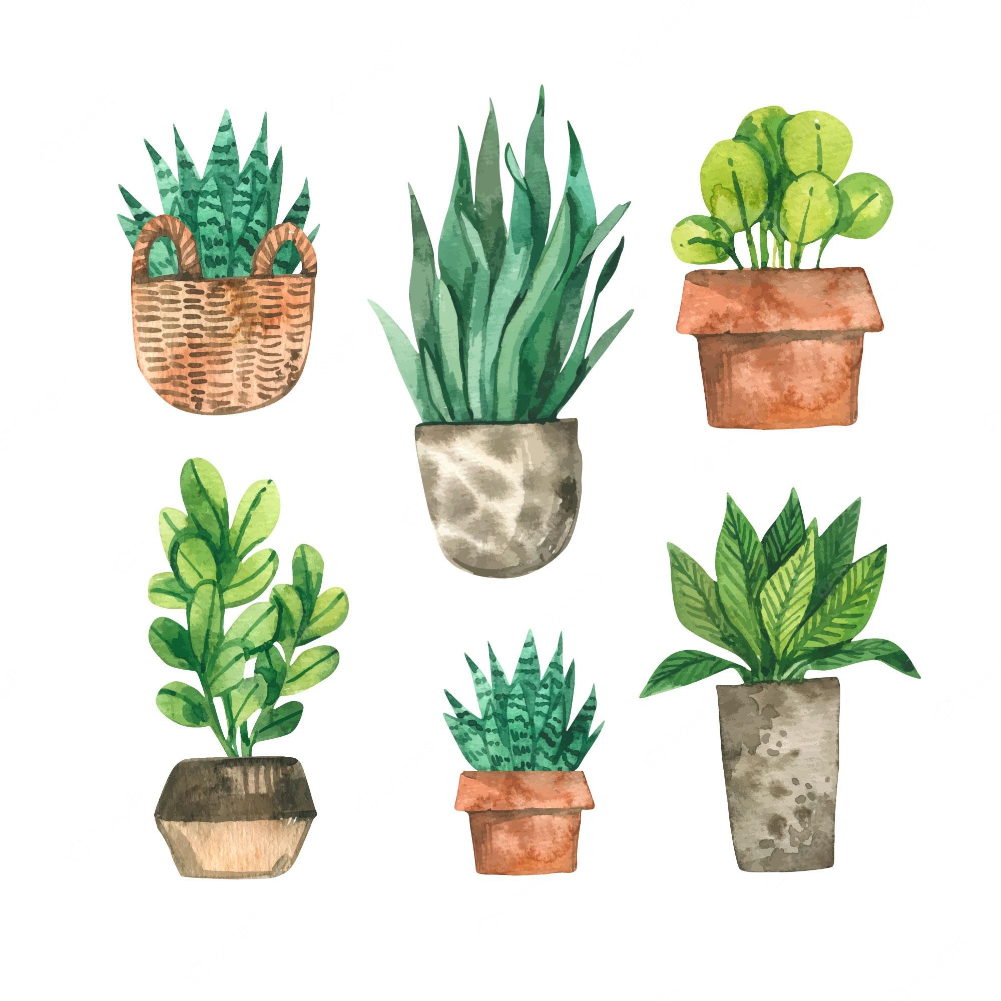 Watercolor Succulent Wallpapers