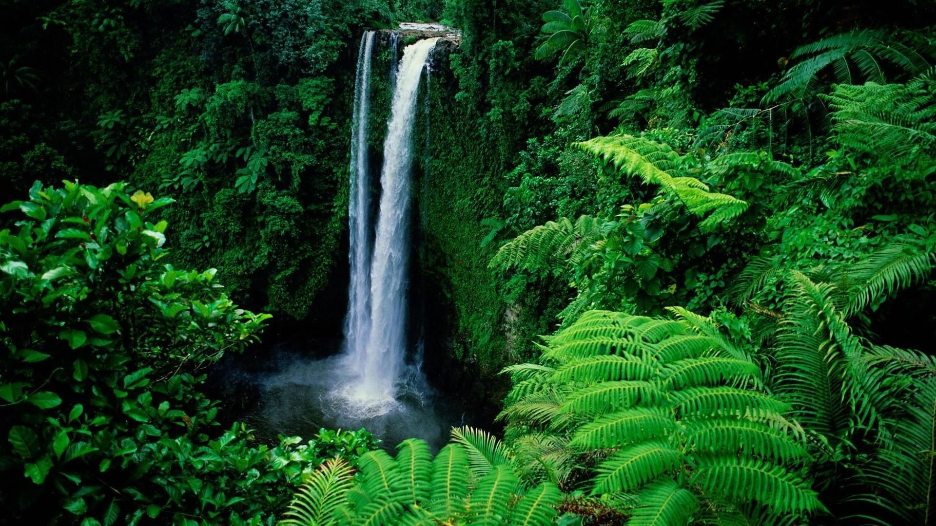 Waterfall Rainforest Wallpapers