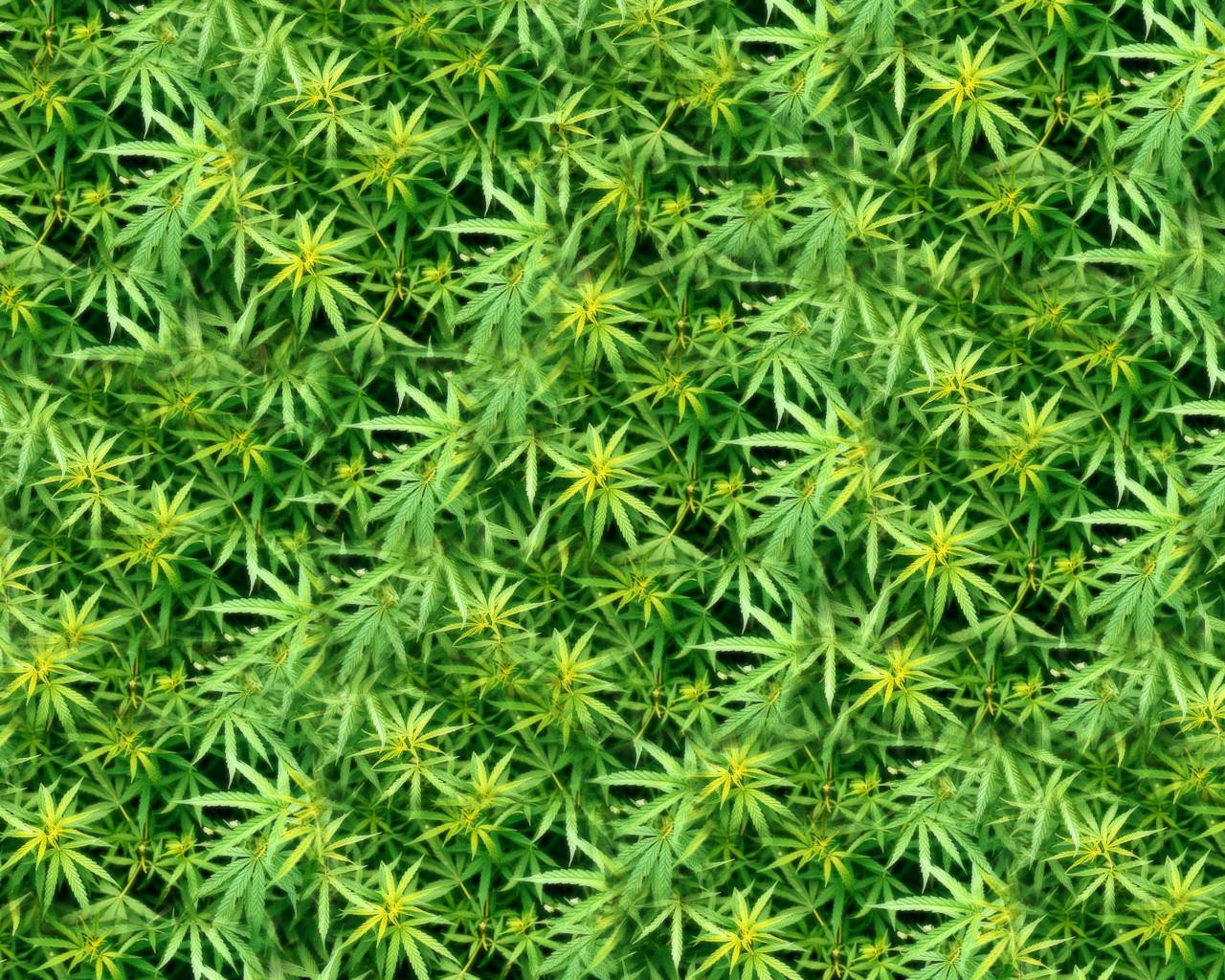 Weed 1080X1080 Wallpapers