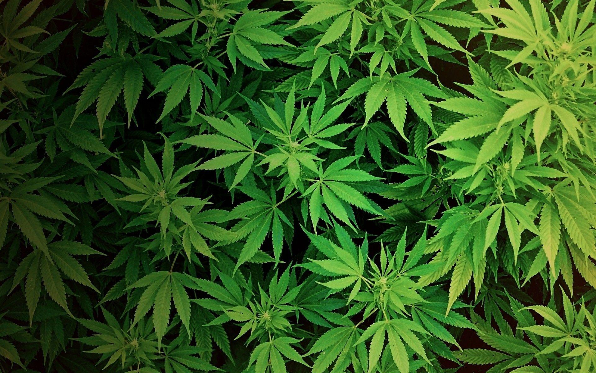 Weed 4K Wallpapers