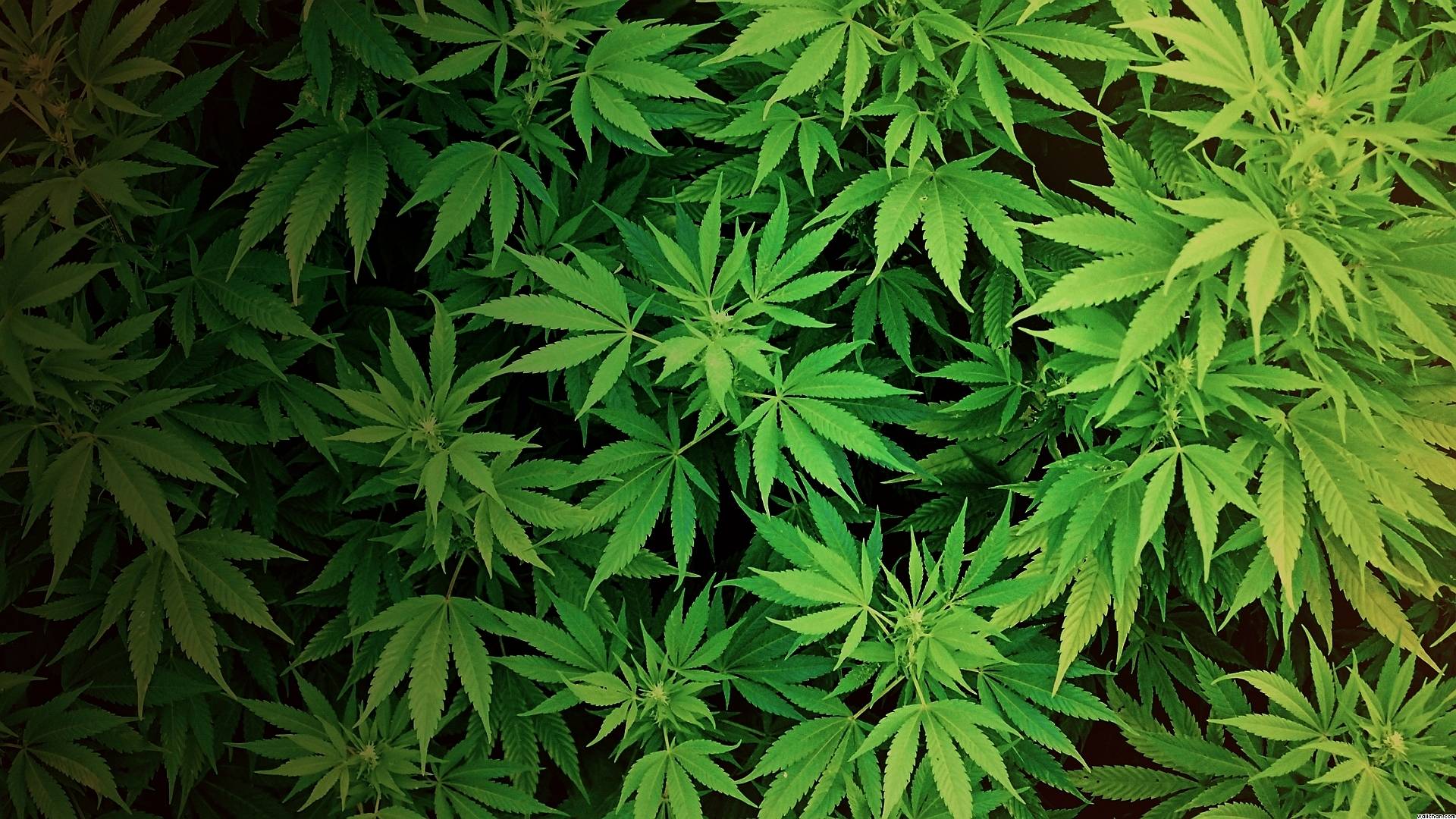 Weed Flag Wallpapers