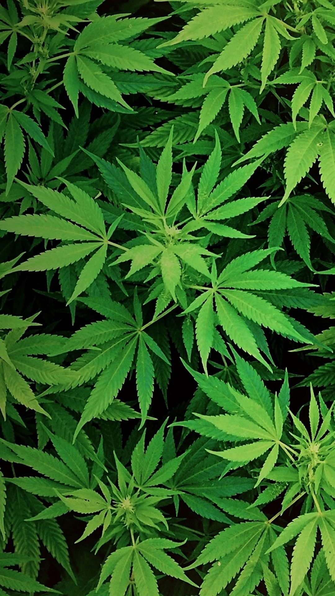 Weed For Android Wallpapers