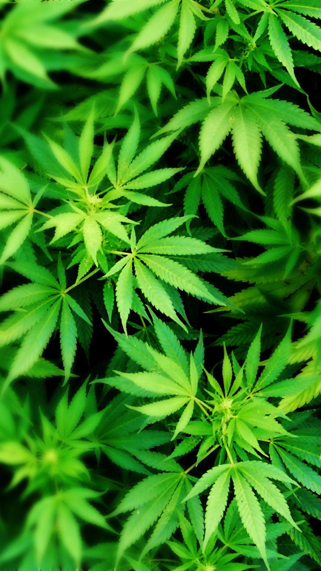 Weed For Android Wallpapers