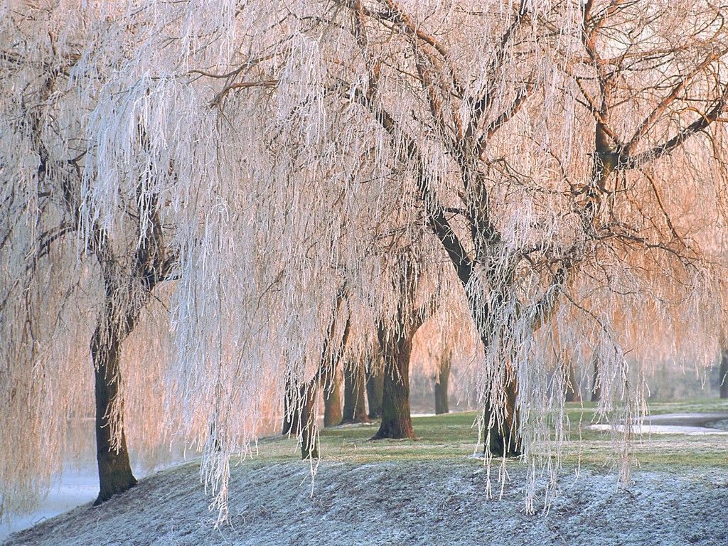 Weeping Willow Wallpapers