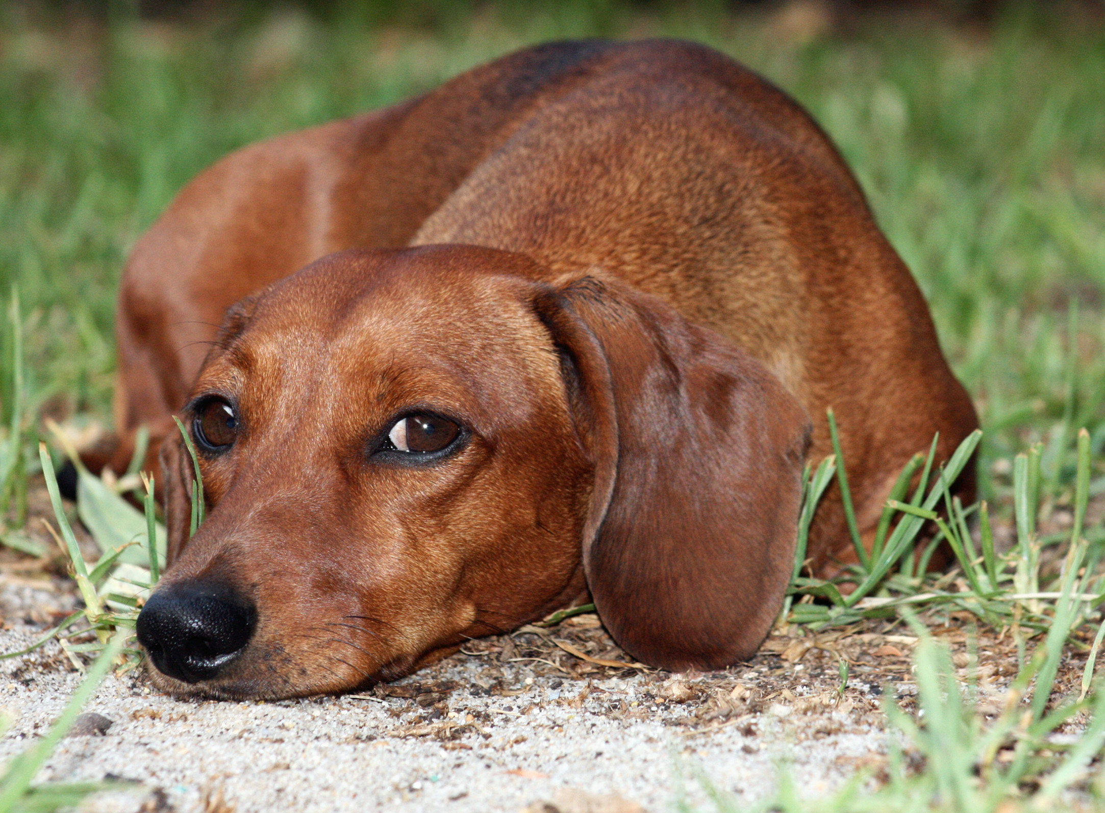 Weiner Dog Wallpapers