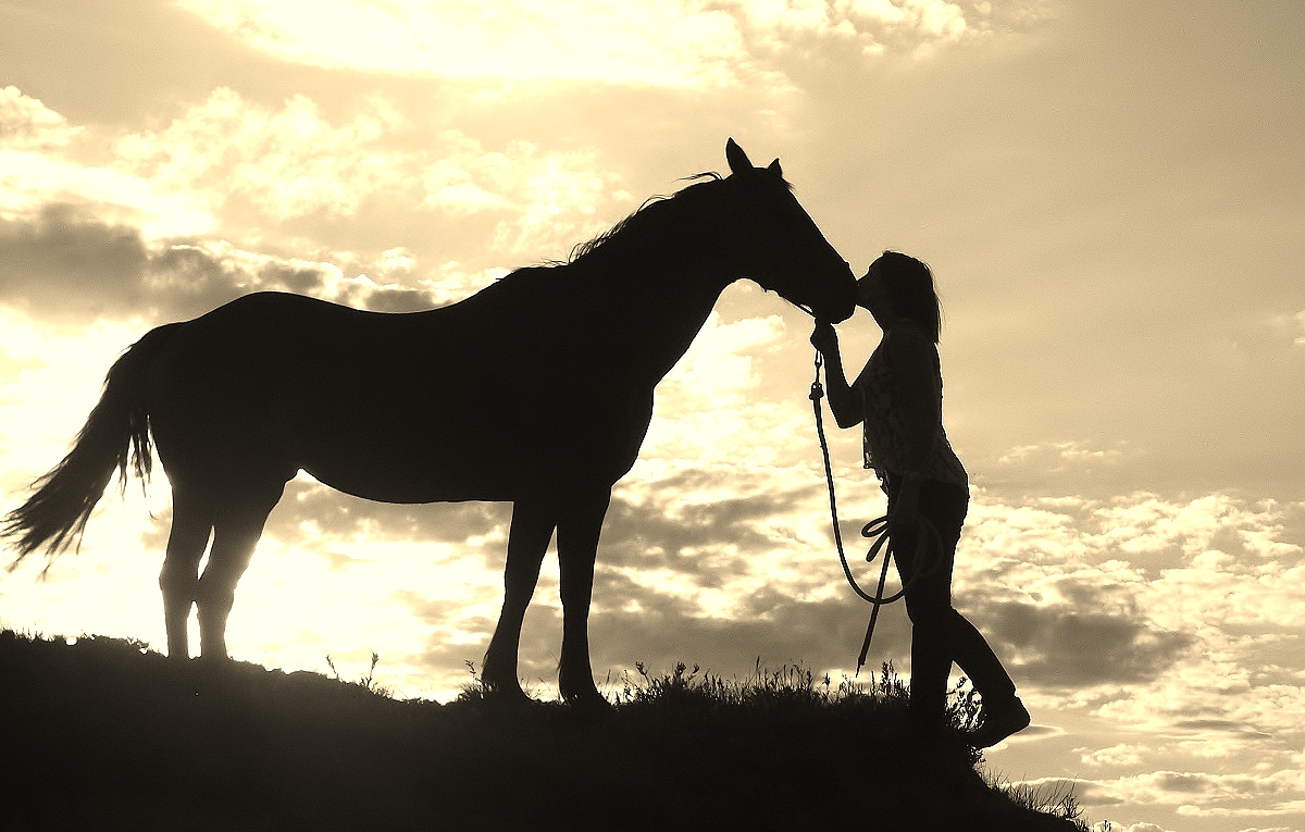 Western Horse Wallpapers