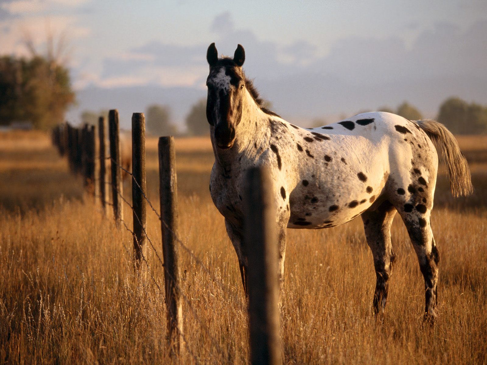 Western Horse Wallpapers