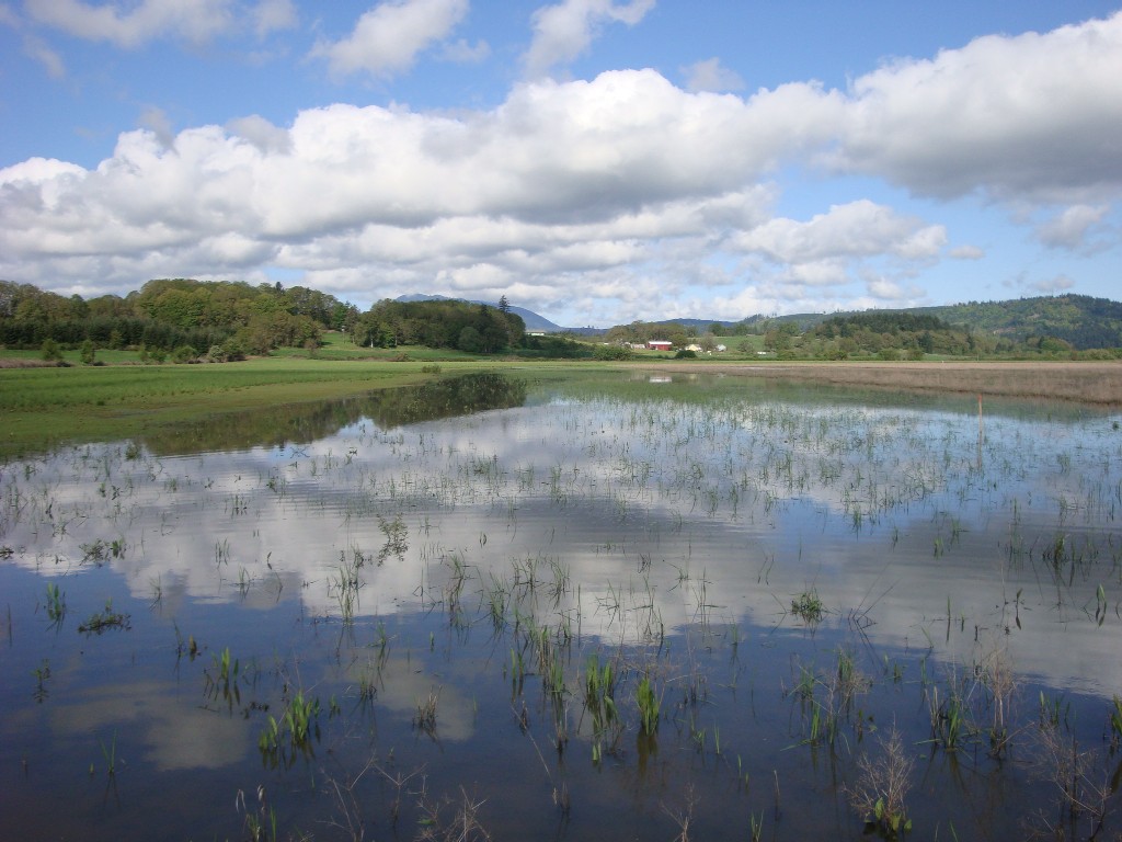 Wetlands Wallpapers