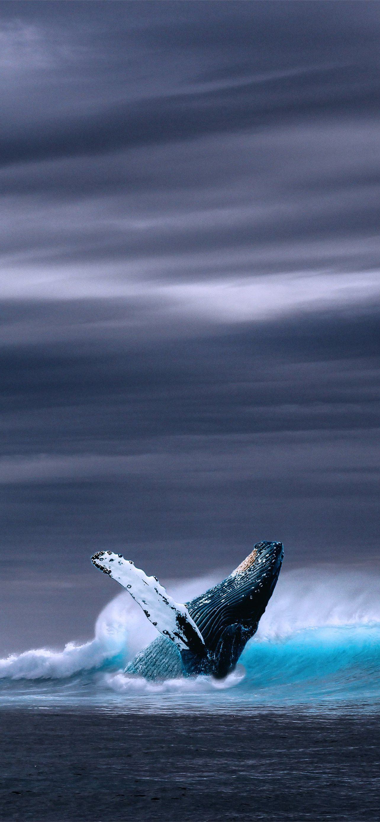 Whale Iphone Wallpapers