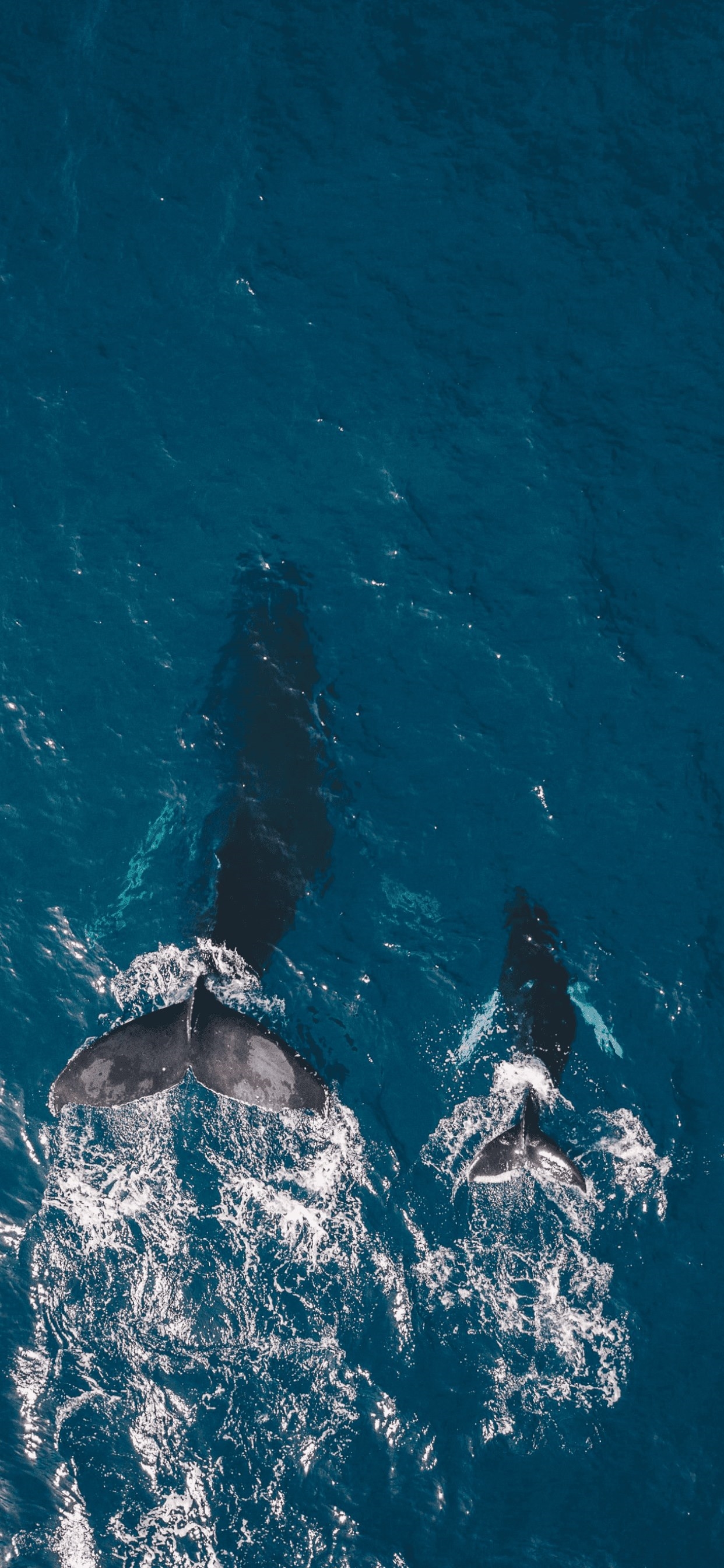 Whale Iphone Wallpapers