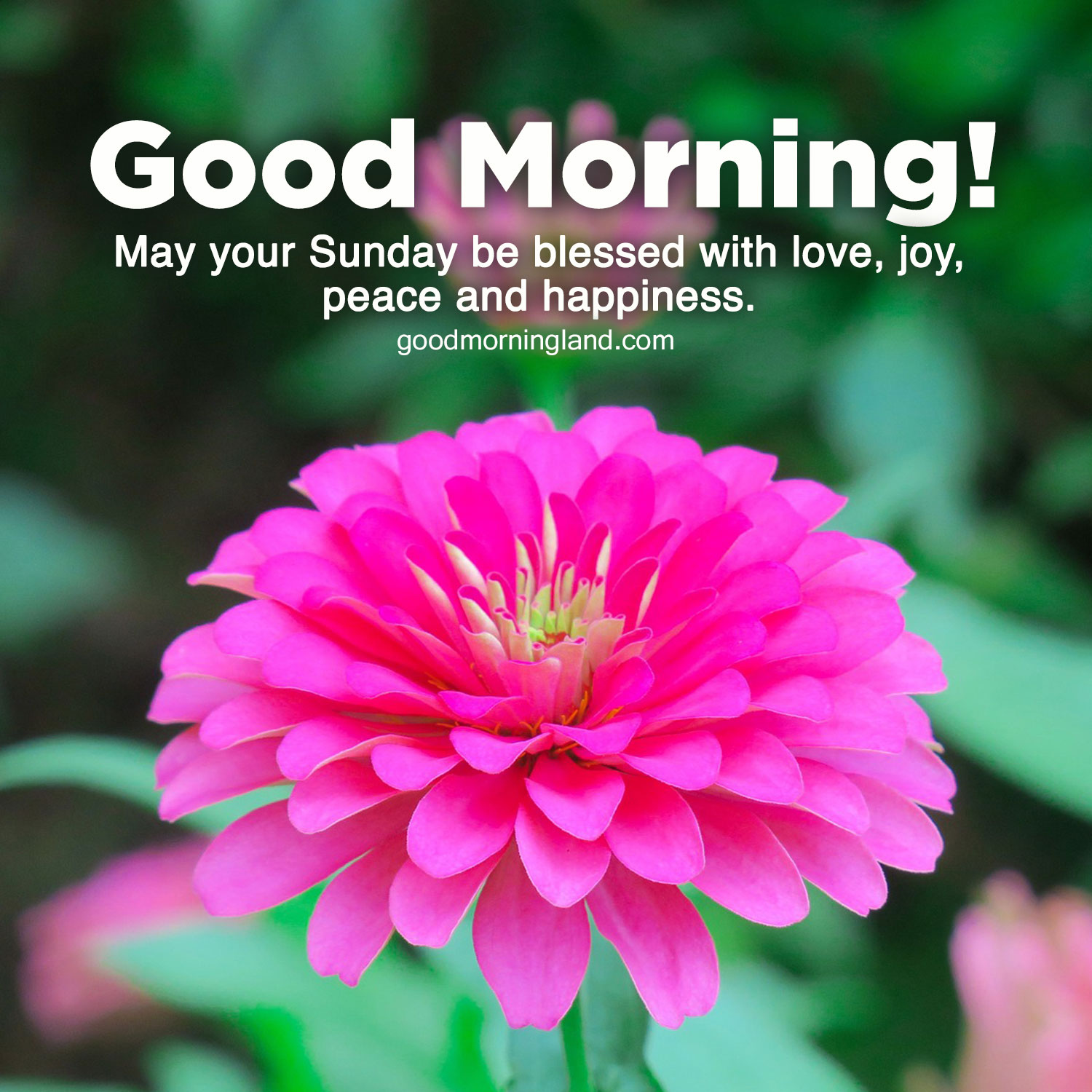 Whatsapp Good Morning Sunday Wallpapers