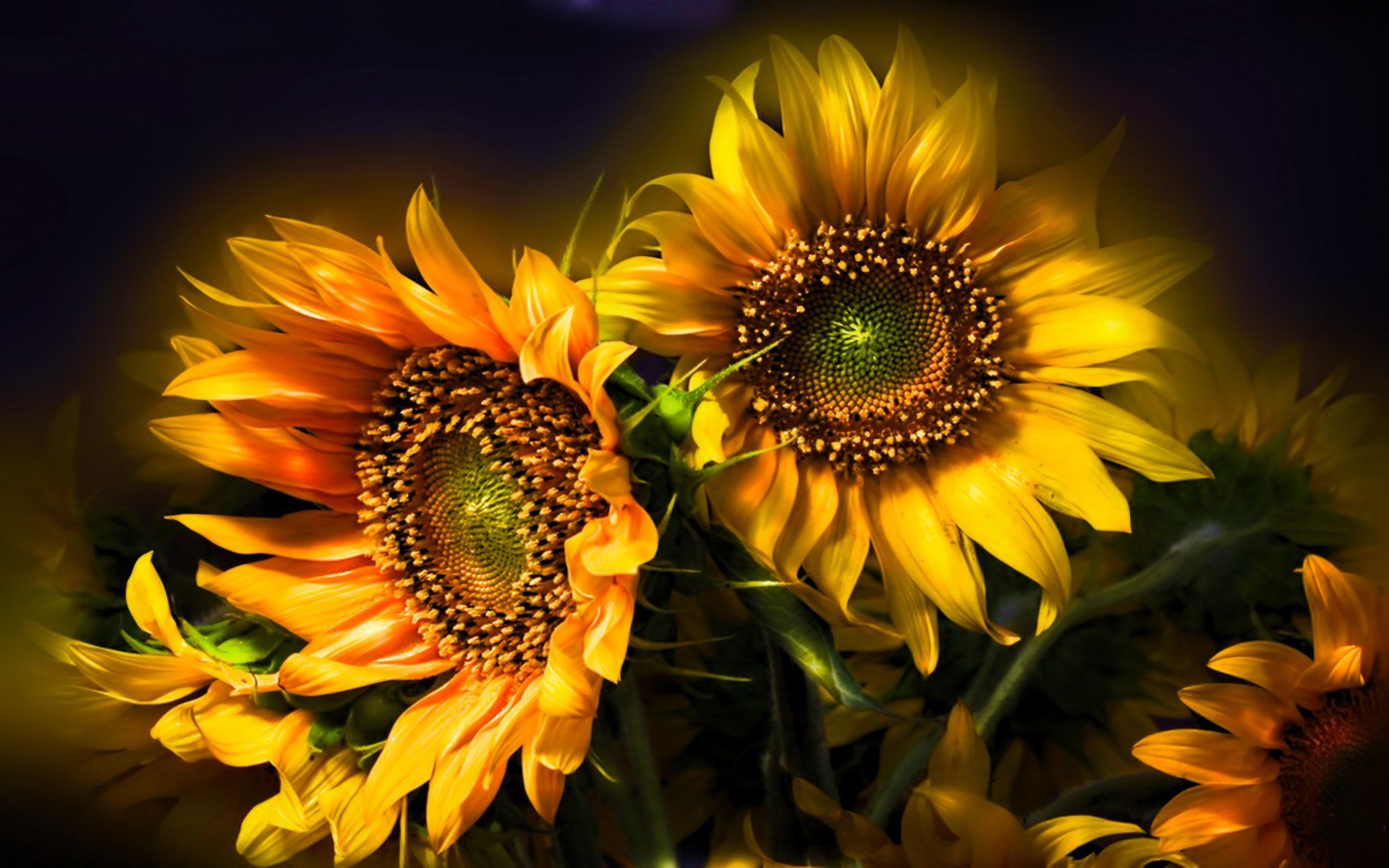 Whimsical Sunflower Wallpapers