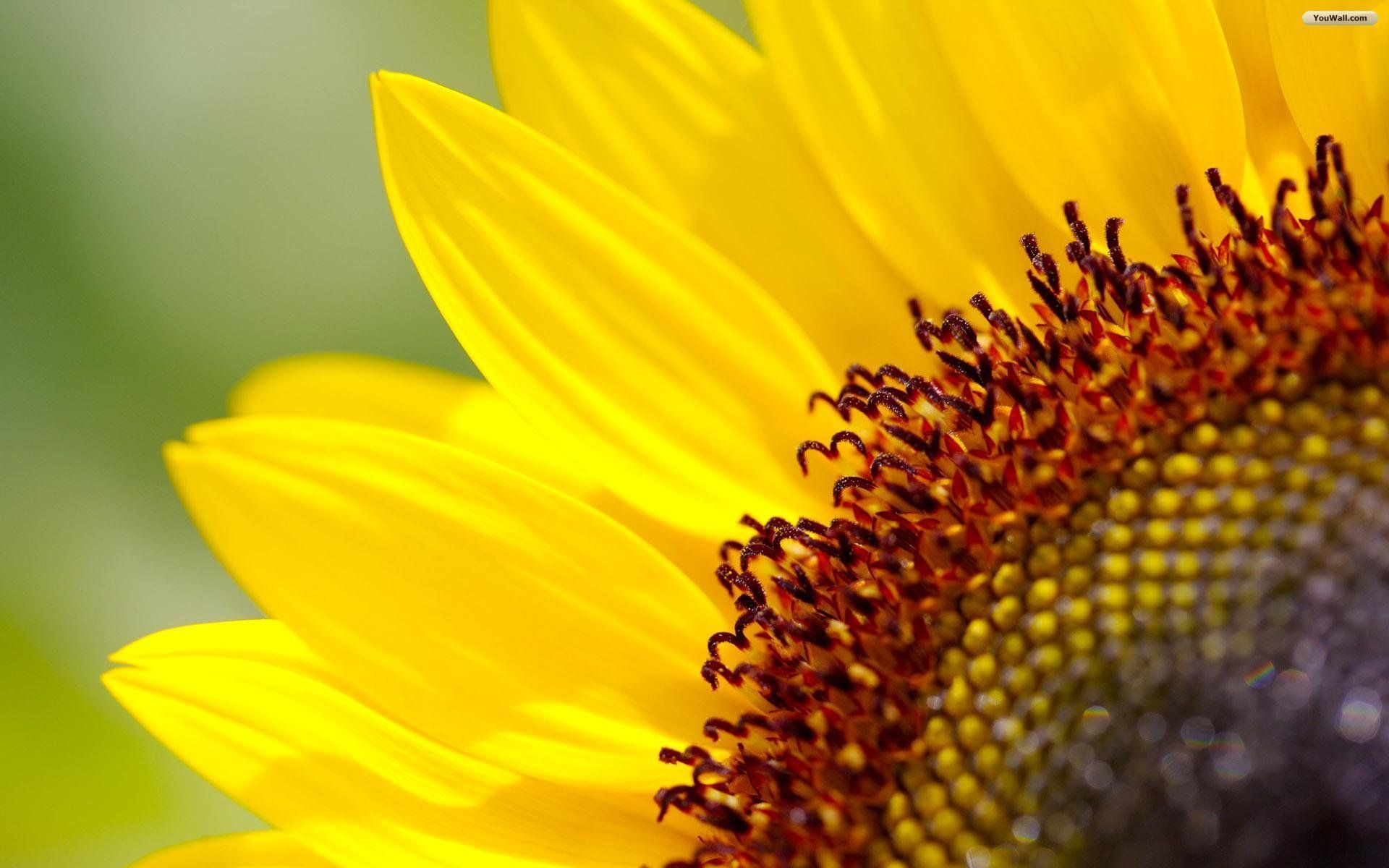 Whimsical Sunflower Wallpapers