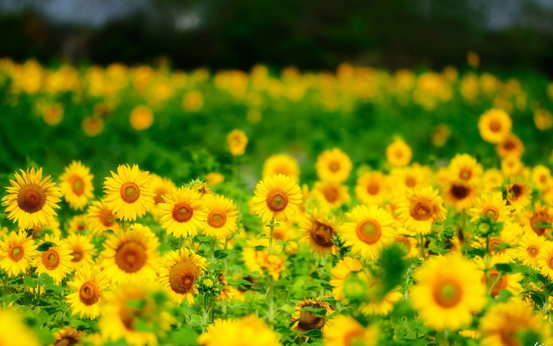 Whimsical Sunflower Wallpapers