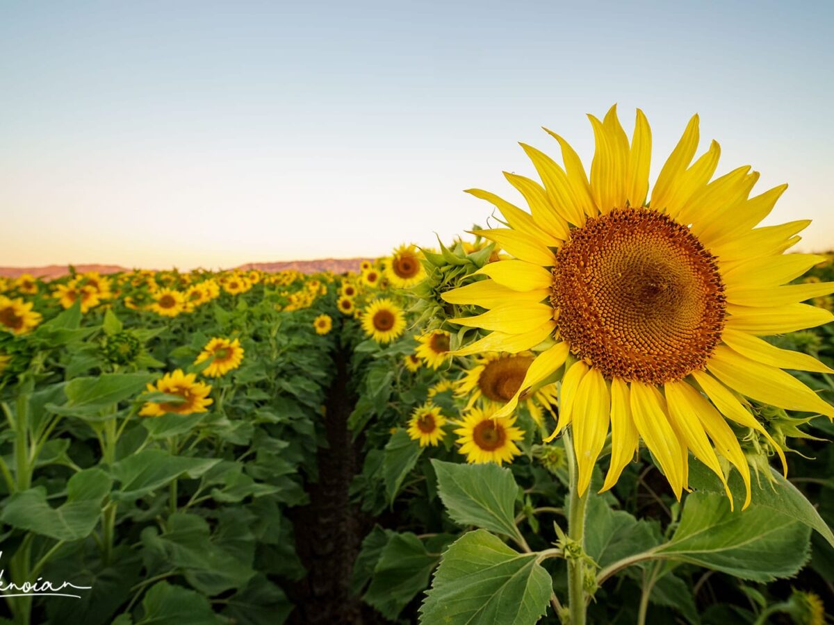 Whimsical Sunflower Wallpapers