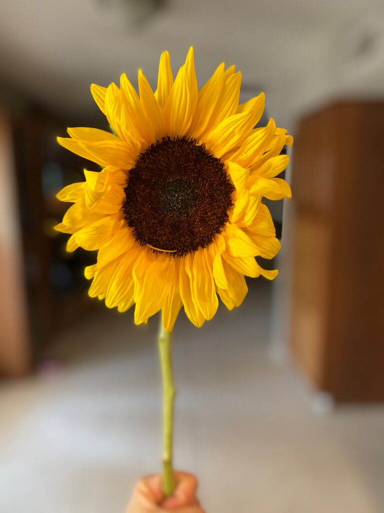 Whimsical Sunflower Wallpapers