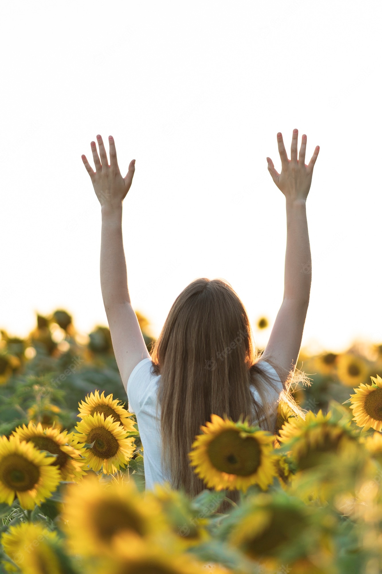 Whimsical Sunflower Wallpapers