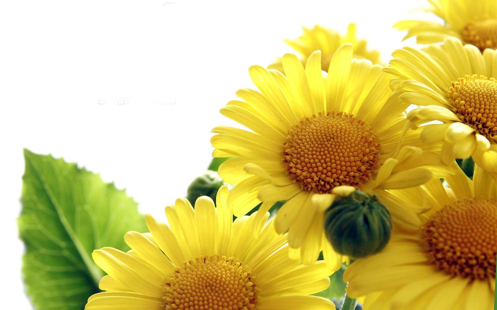 Whimsical Sunflower Wallpapers