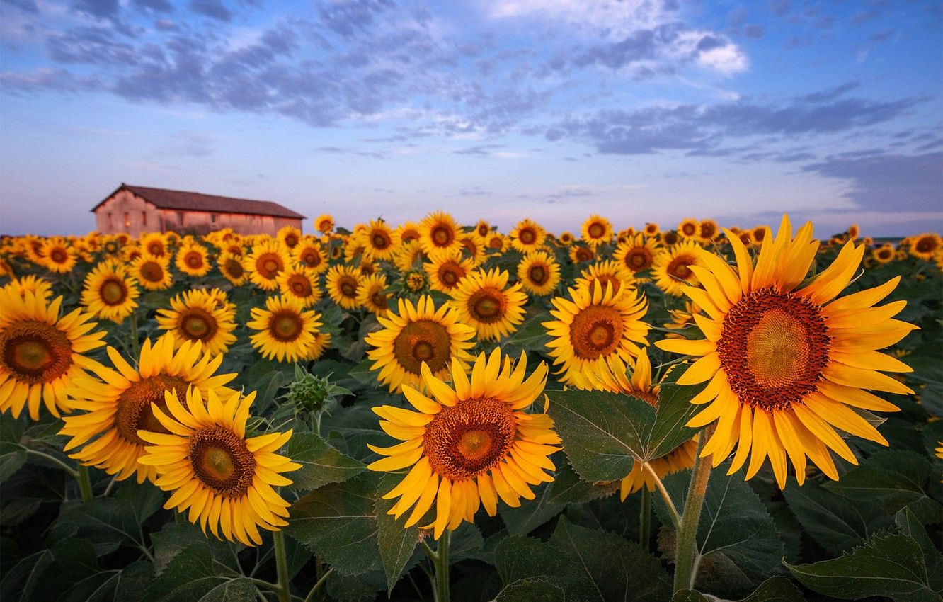 Whimsical Sunflower Wallpapers