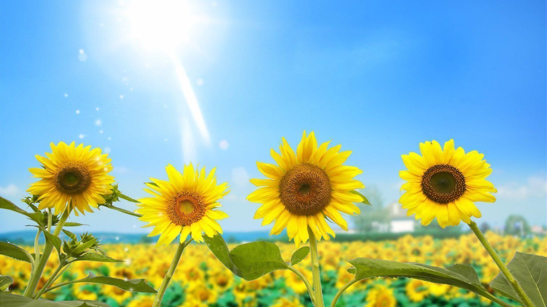 Whimsical Sunflower Wallpapers
