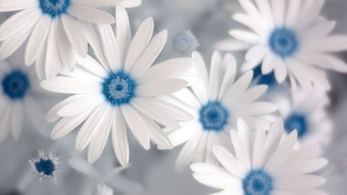 White And Blue Floral Wallpapers