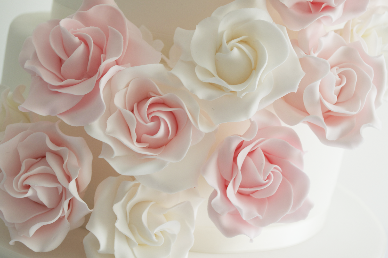 White And Pink Roses Wallpapers