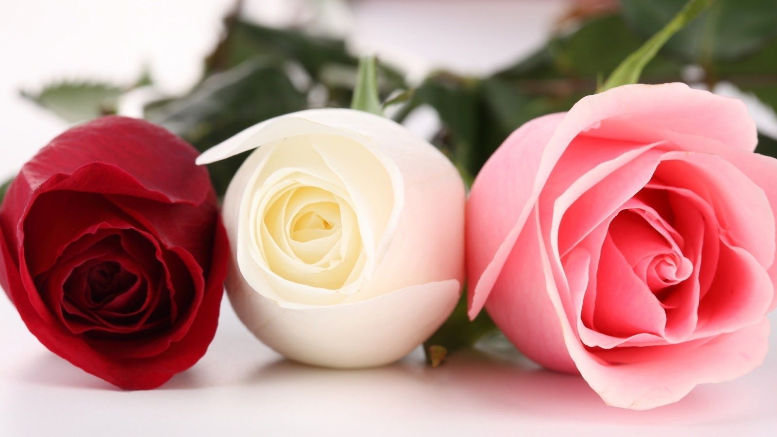 White And Pink Roses Wallpapers