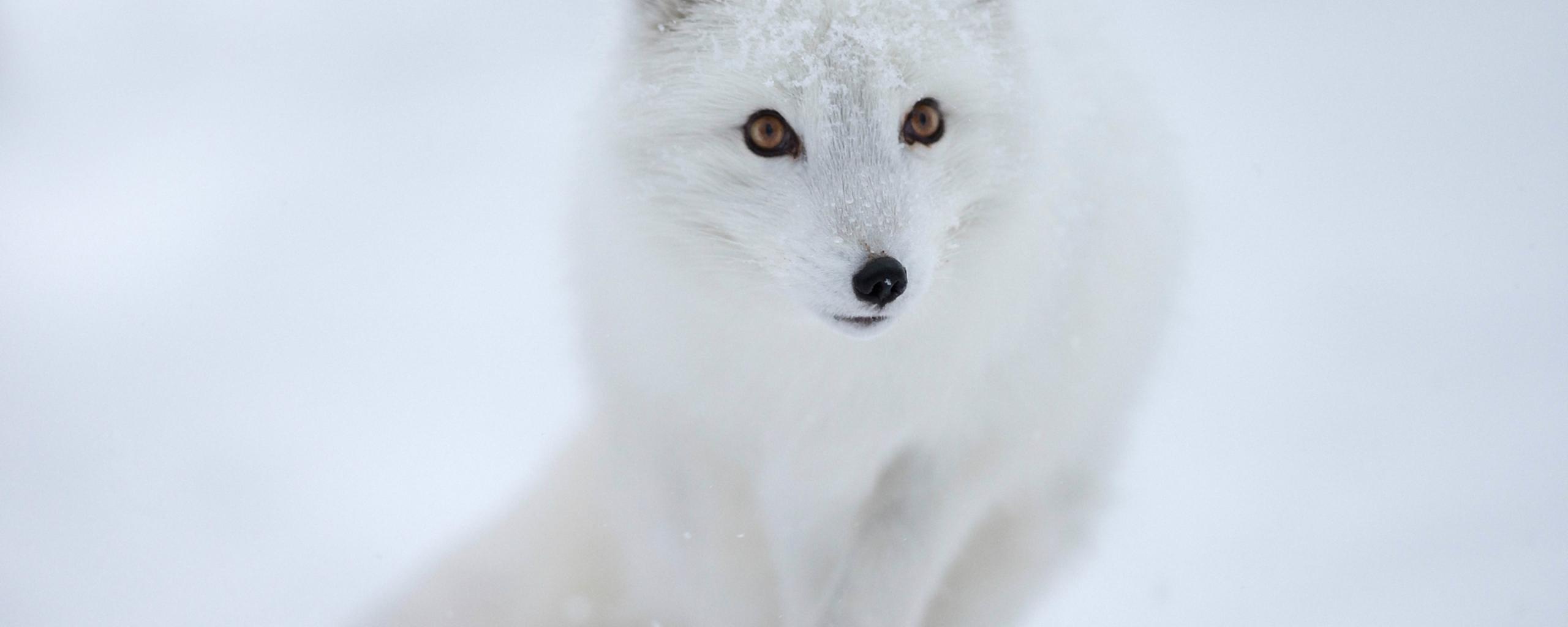 White Animal Wallpapers