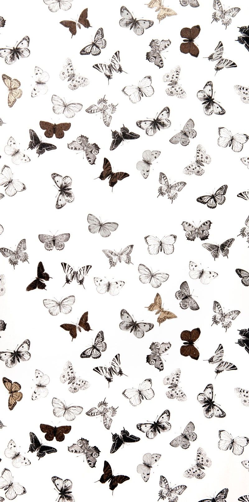 White Butterfly Wallpapers