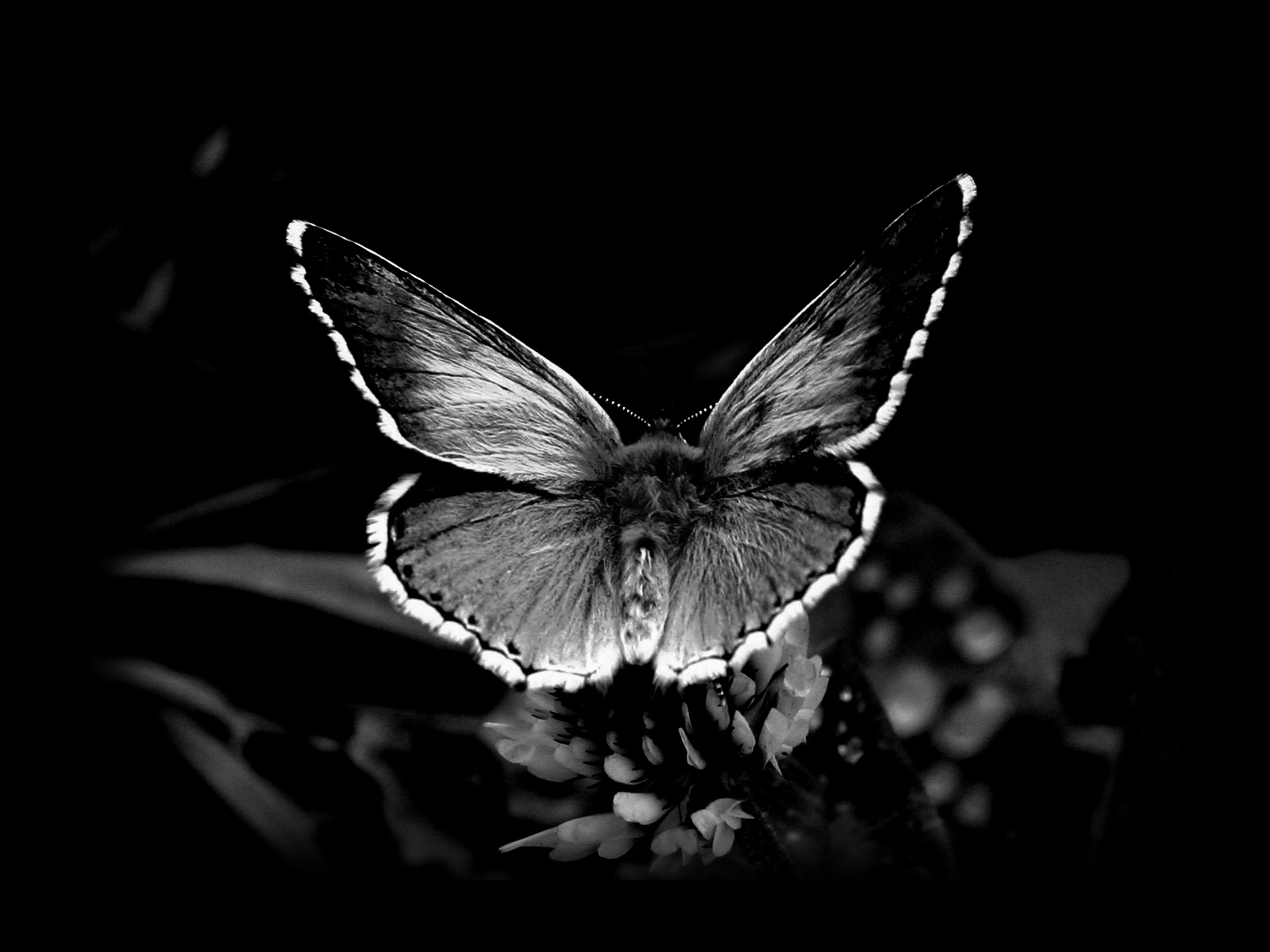 White Butterfly Wallpapers