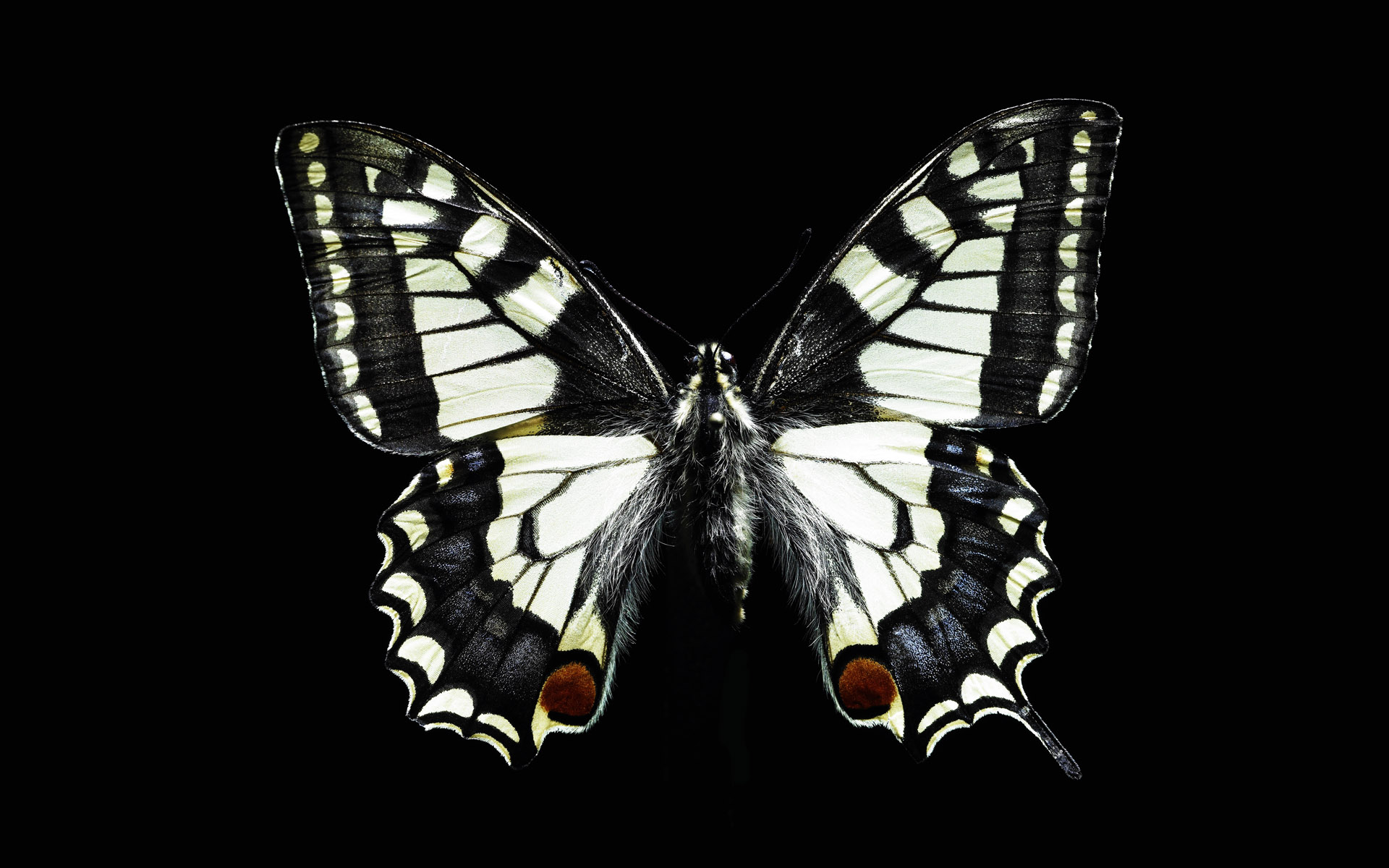 White Butterfly Wallpapers