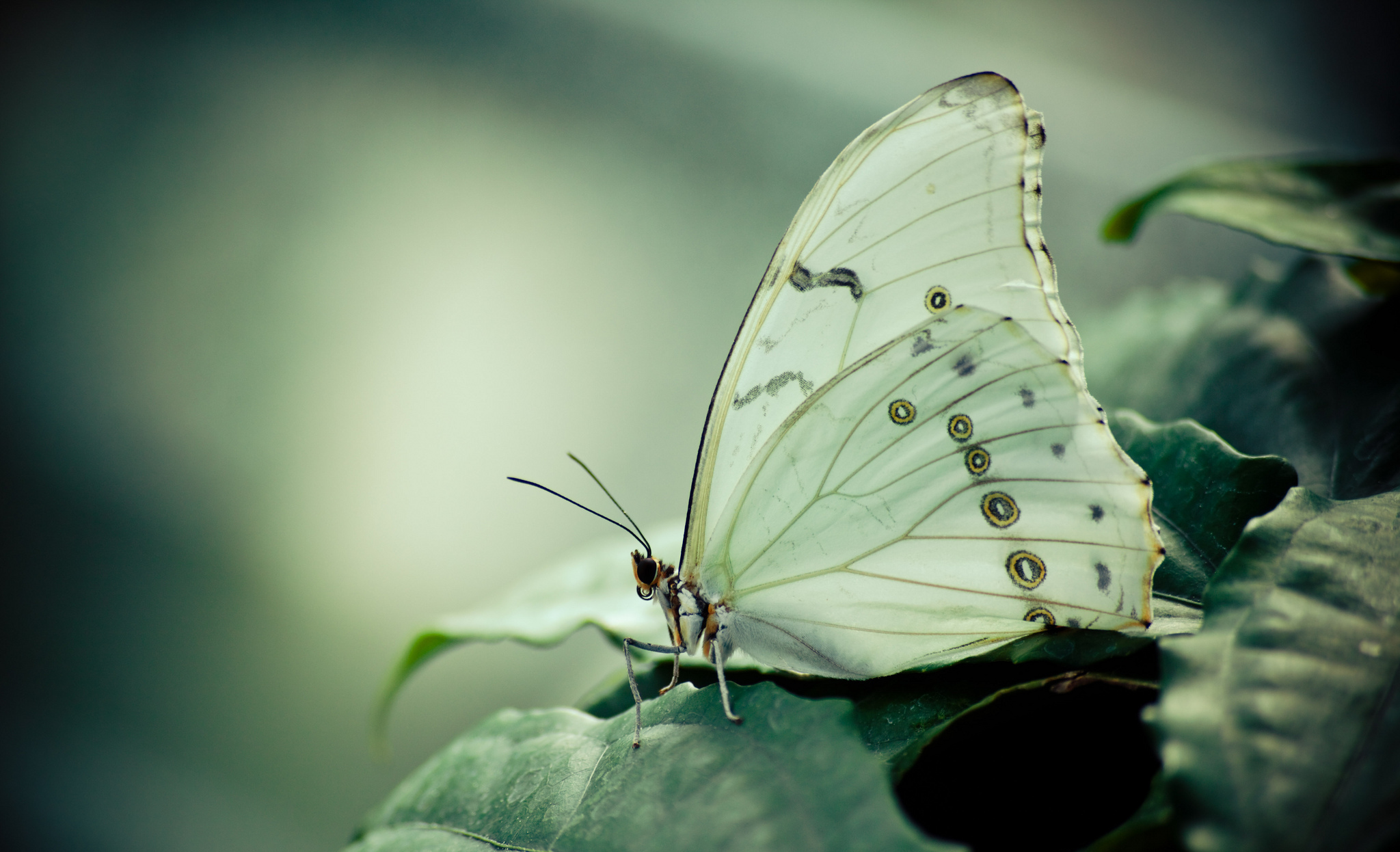 White Butterfly Wallpapers