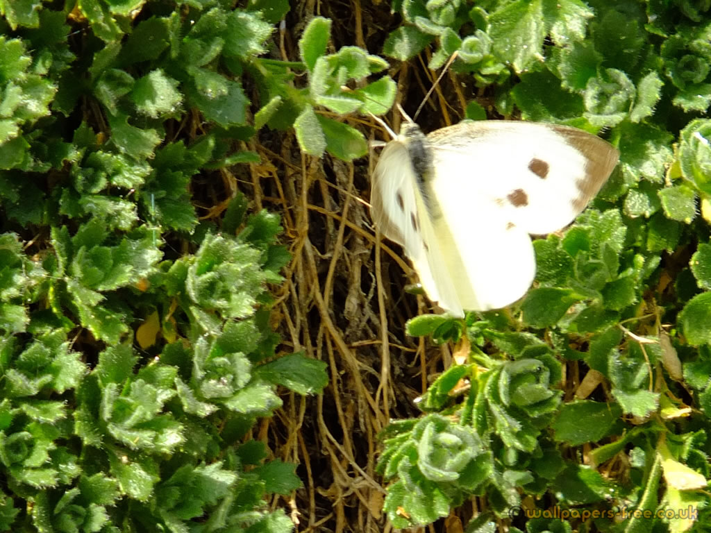 White Butterfly Wallpapers