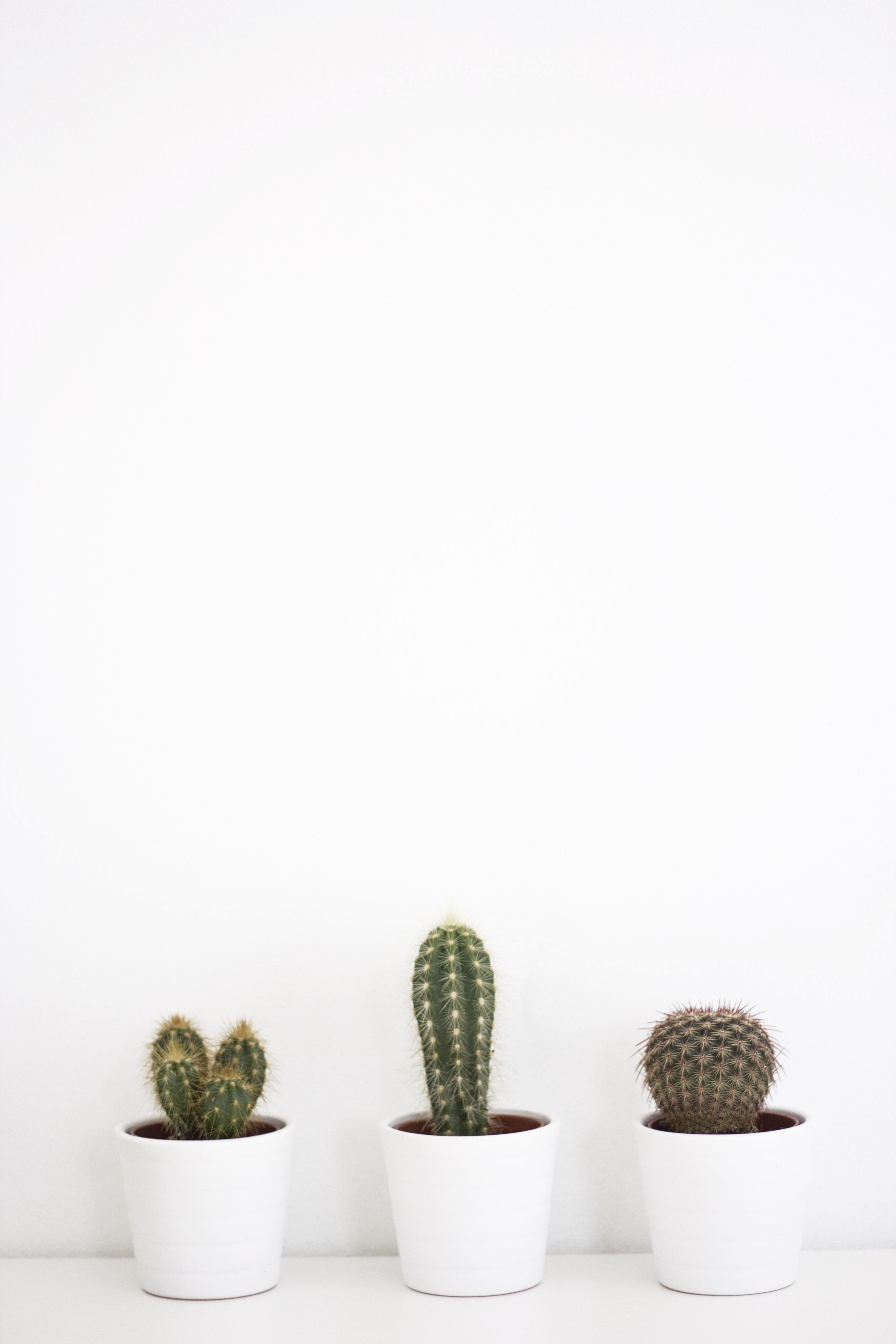 White Cactus Wallpapers