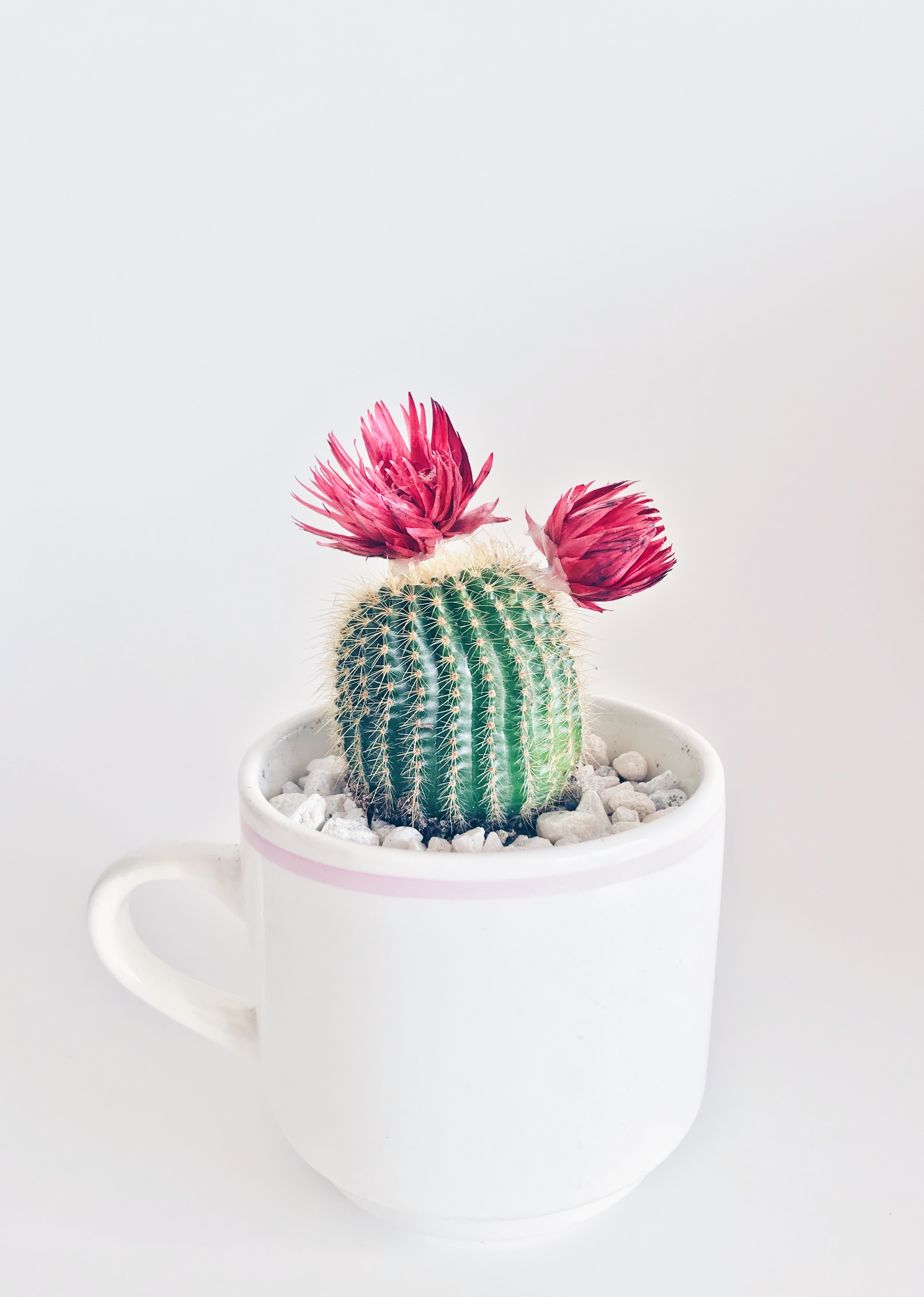 White Cactus Wallpapers