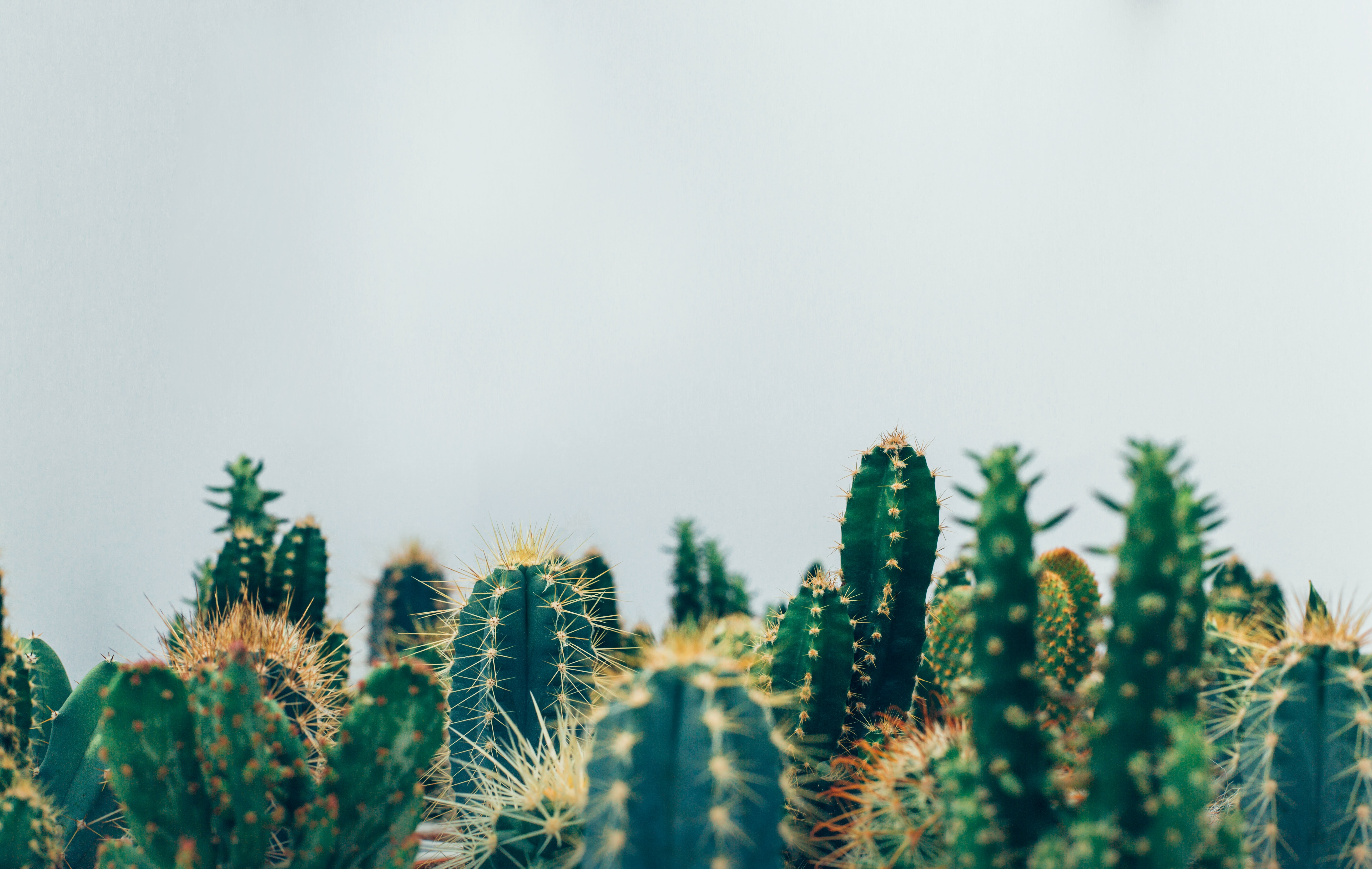 White Cactus Wallpapers