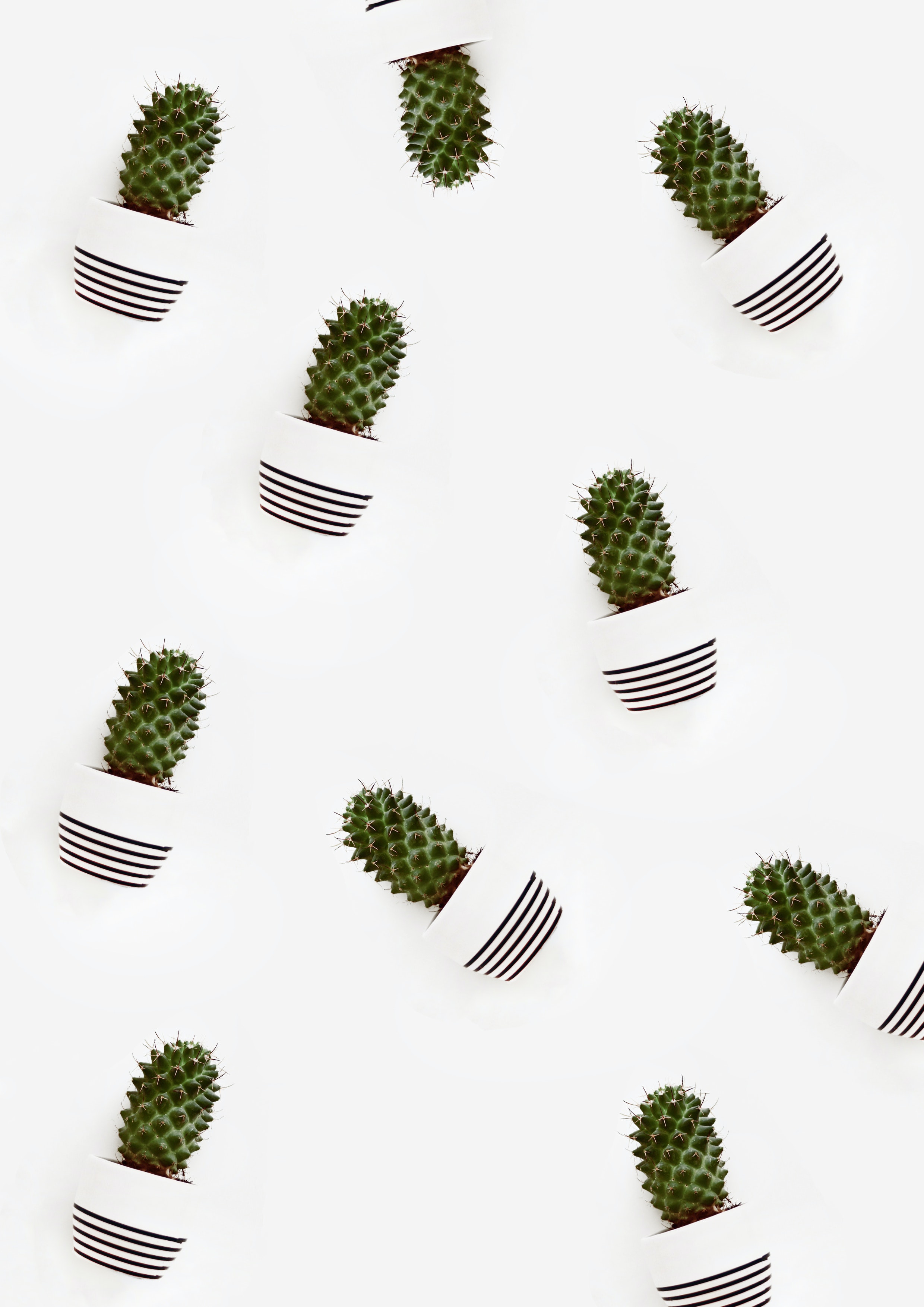 White Cactus Wallpapers