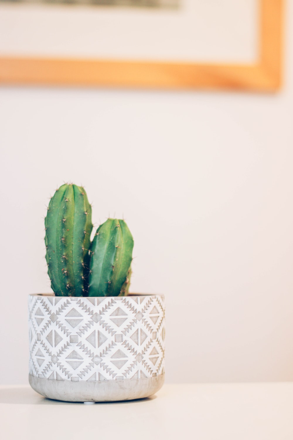 White Cactus Wallpapers