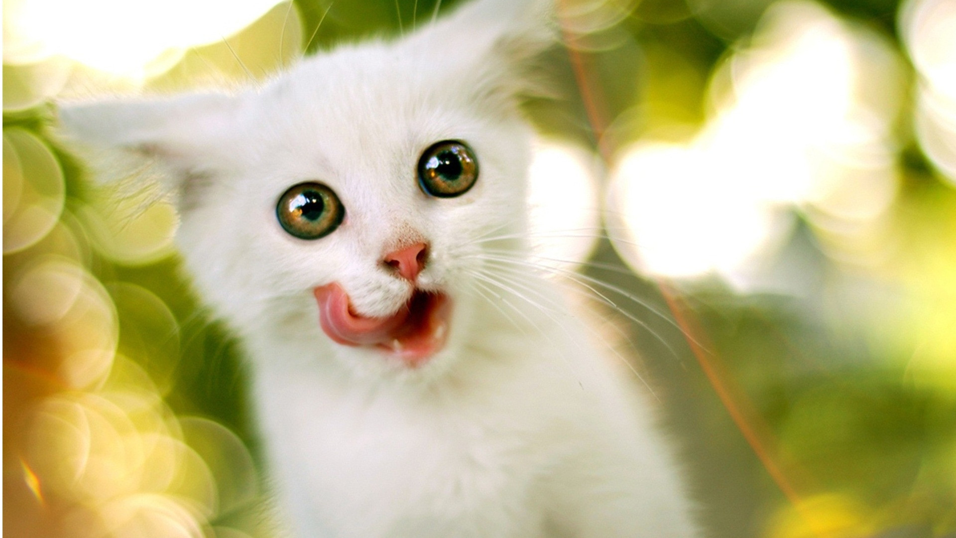 White Cat Wallpapers