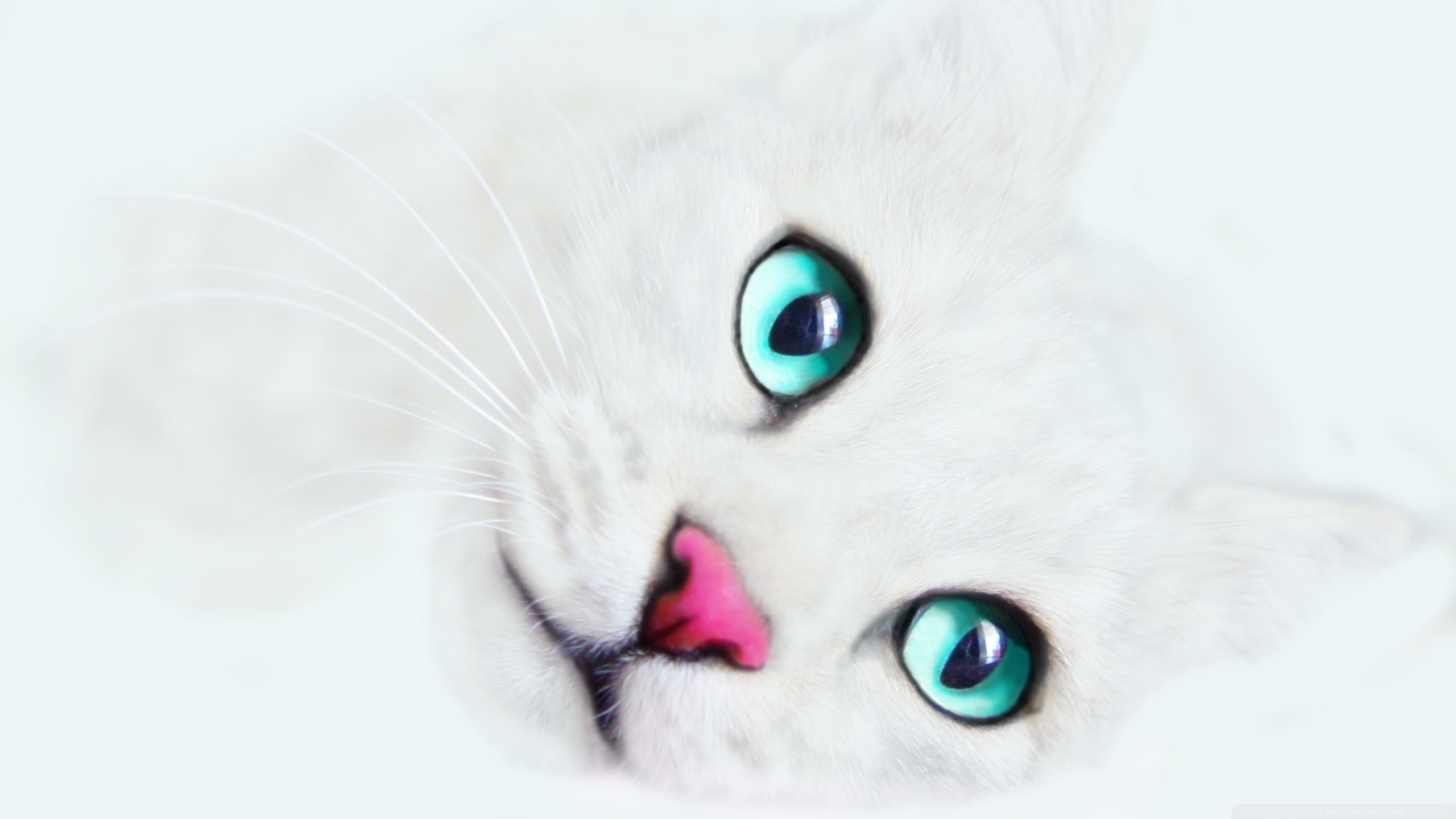 White Cat Wallpapers