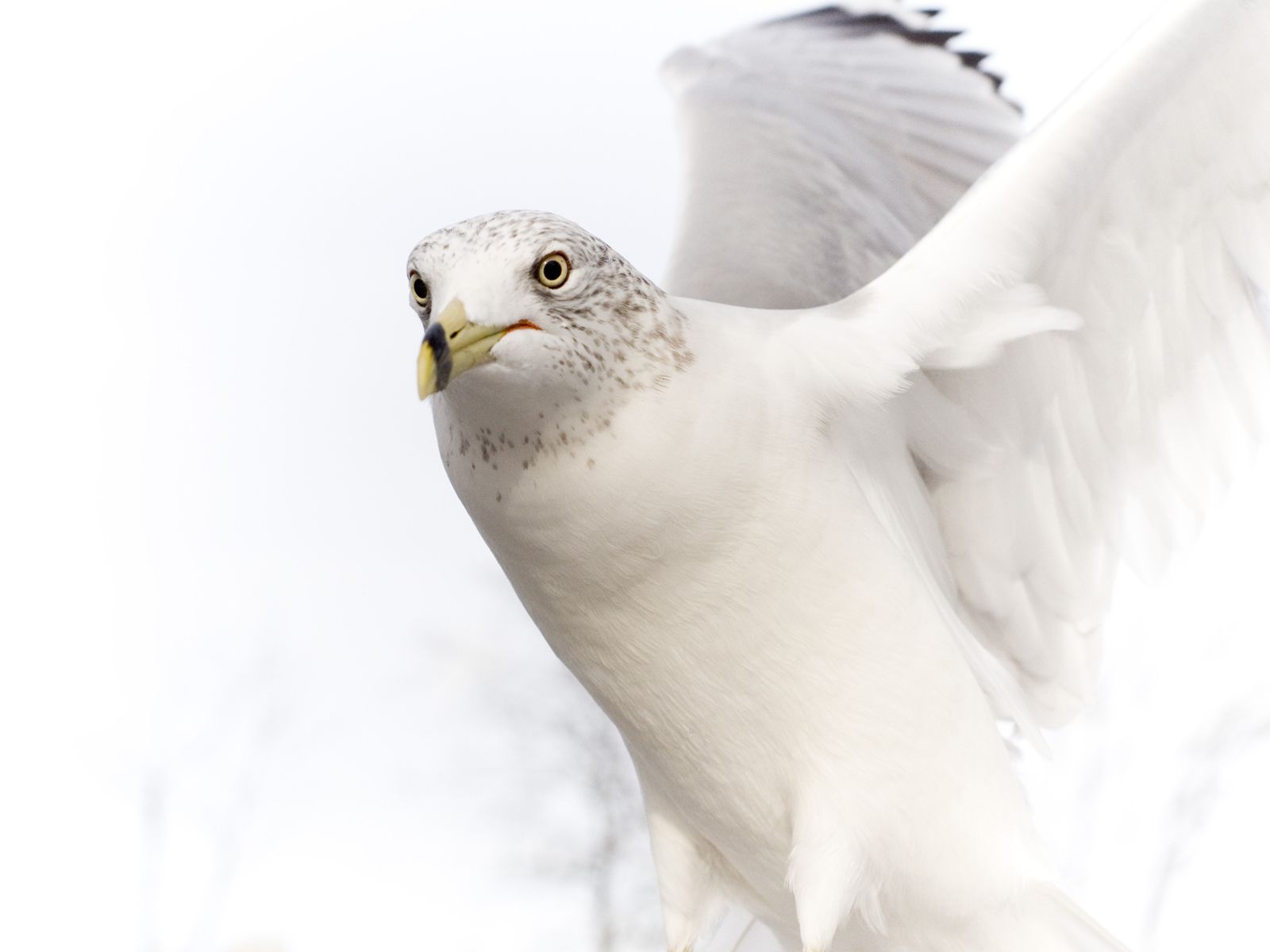 White Eagle Wallpapers