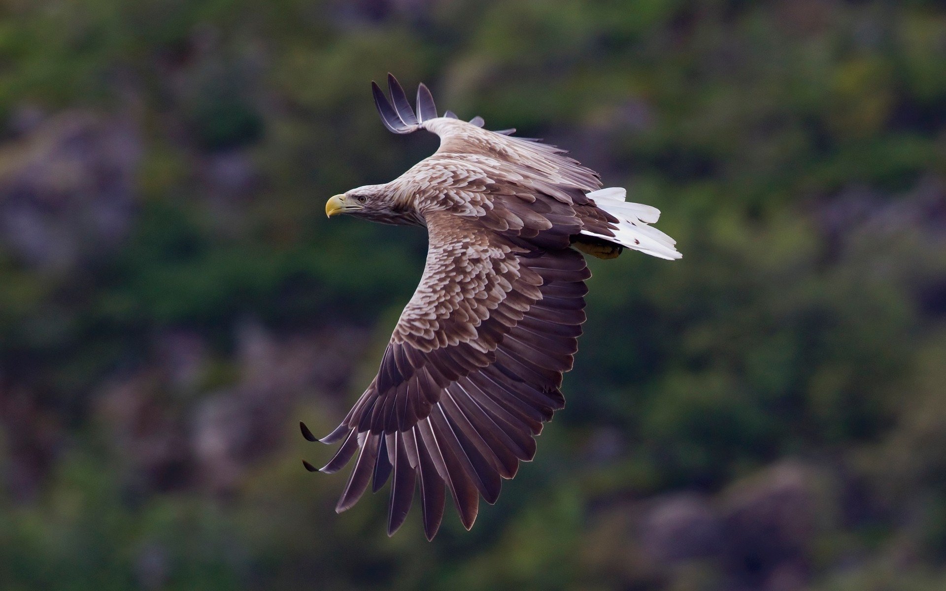 White Eagle Wallpapers