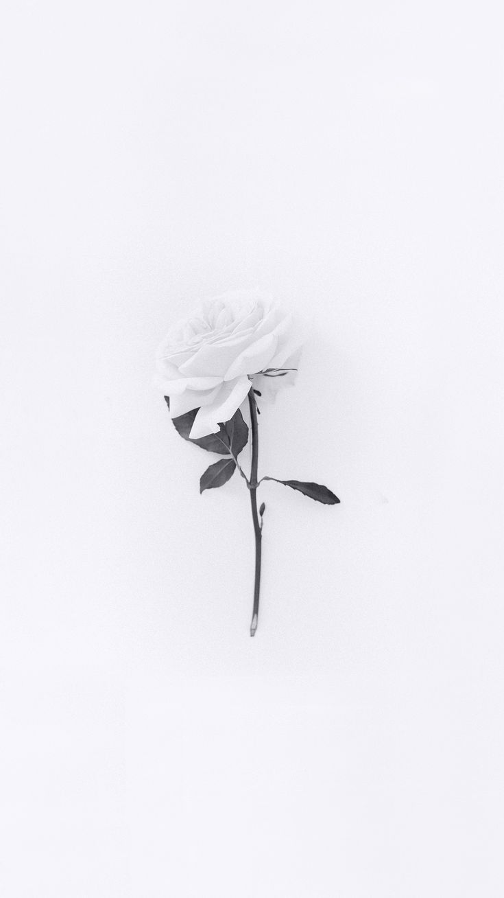 White Flower Iphone Wallpapers