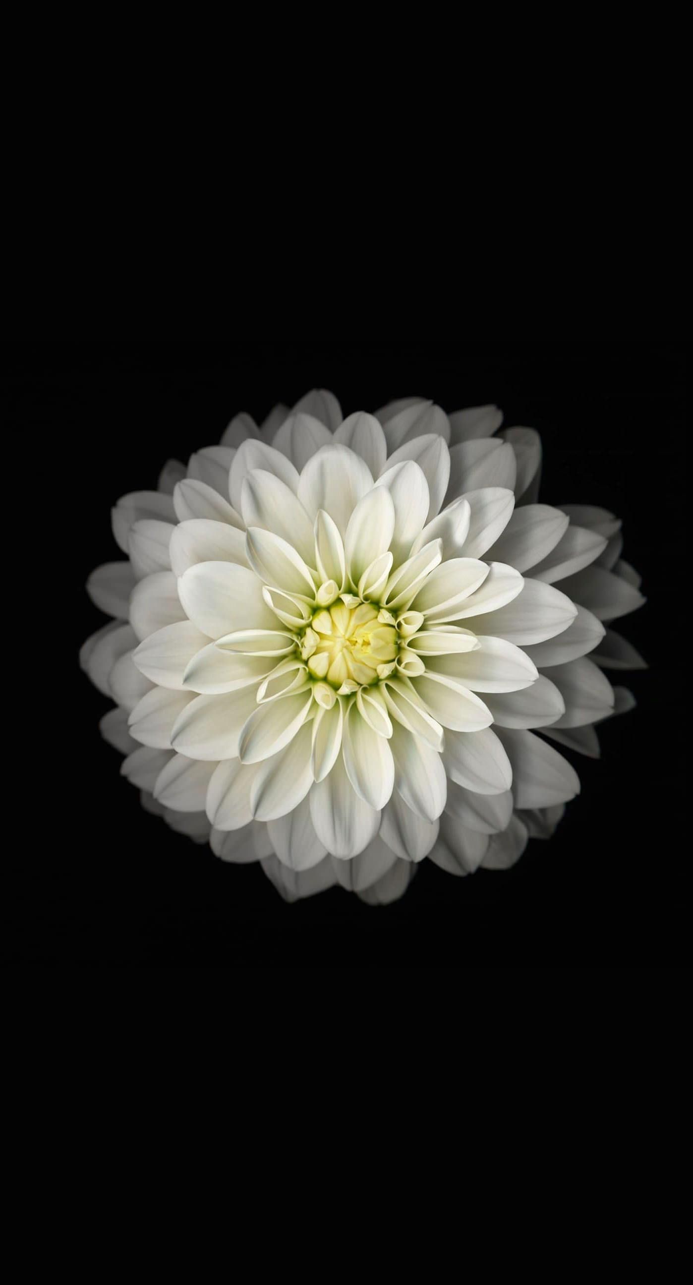 White Flower Iphone Wallpapers