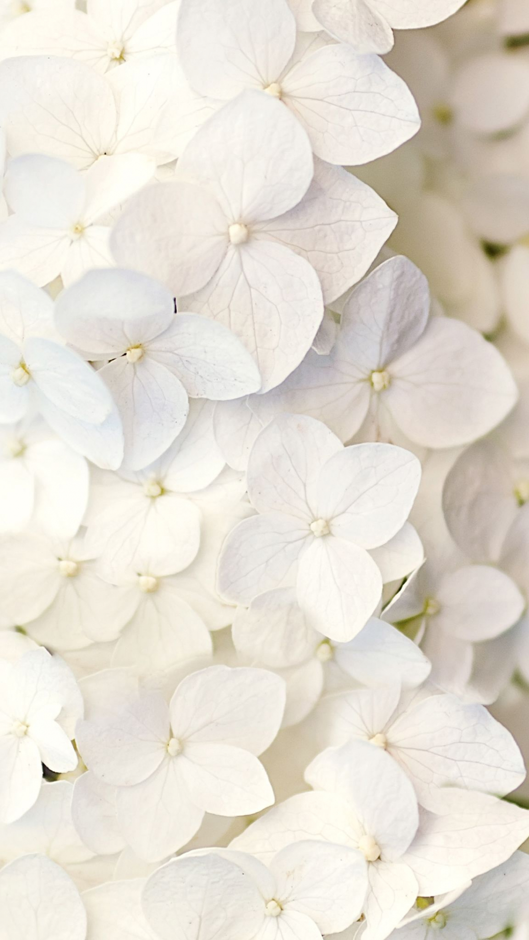 White Flower Iphone Wallpapers