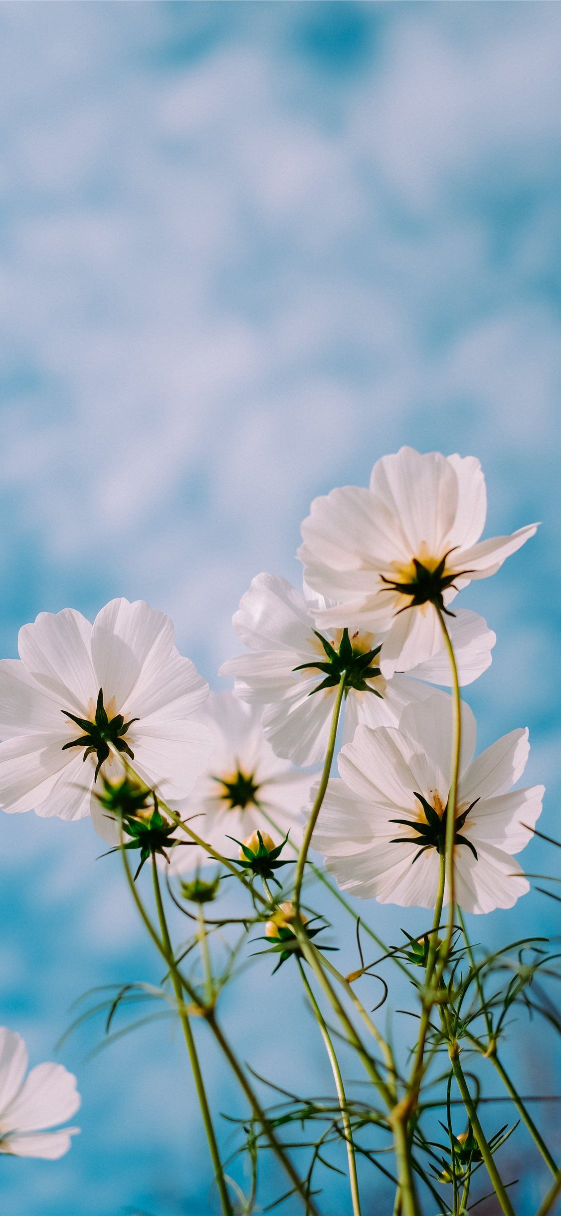 White Flower Iphone Wallpapers