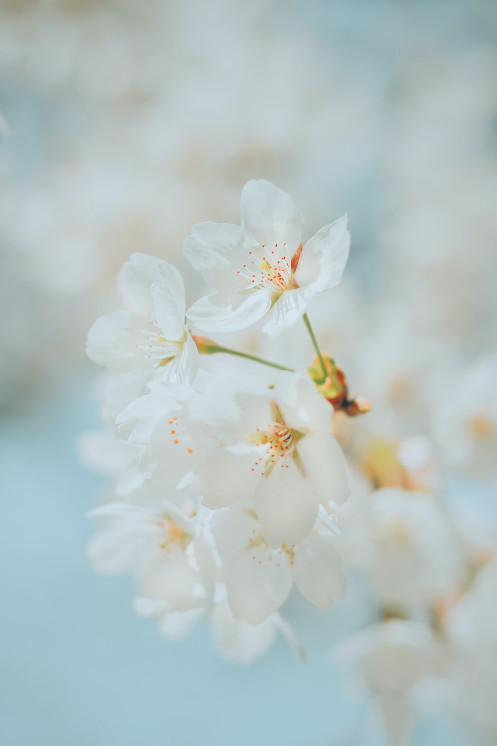 White Flower Wallpapers